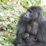 Kebirungi and her baby gorilla