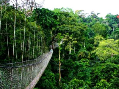 Nyungwe forest national park in Rwanda.