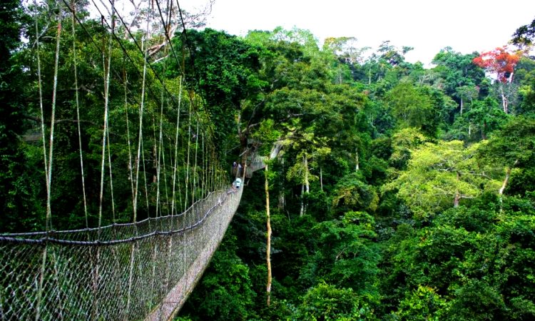 Nyungwe forest national park in Rwanda.