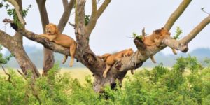 Tree- Climbing- lions- in- Queen -Elizabeth- natgional- park