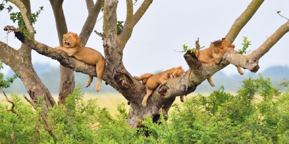 climbing lions in QENP