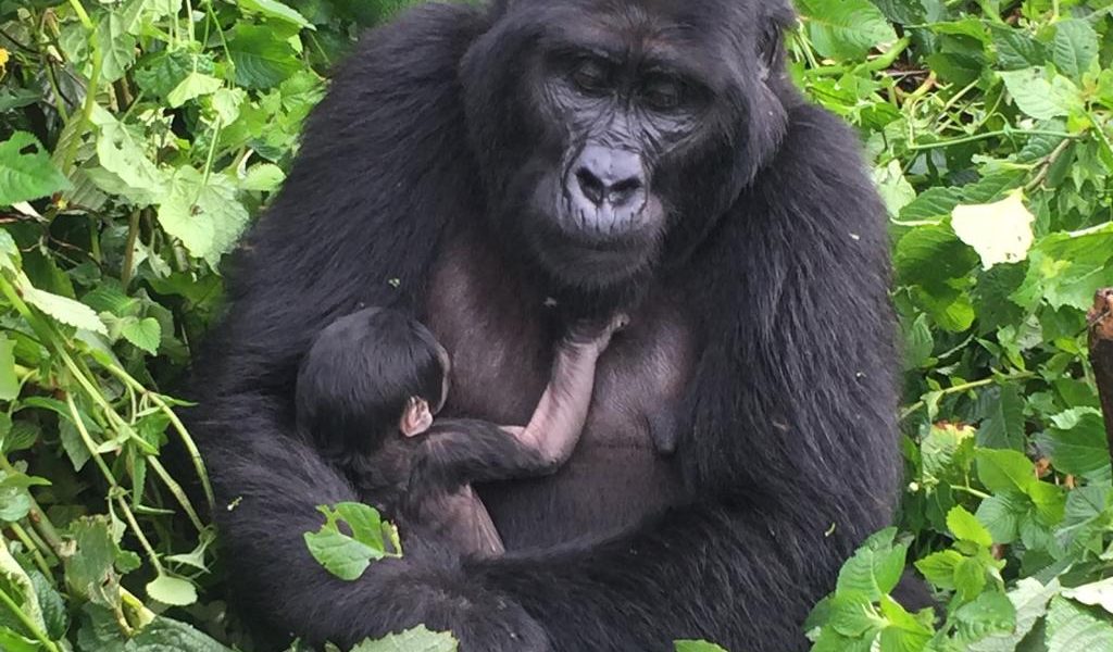 Boom a bundle of joy in Bwindi