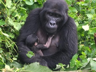 Boom a bundle of joy in Bwindi