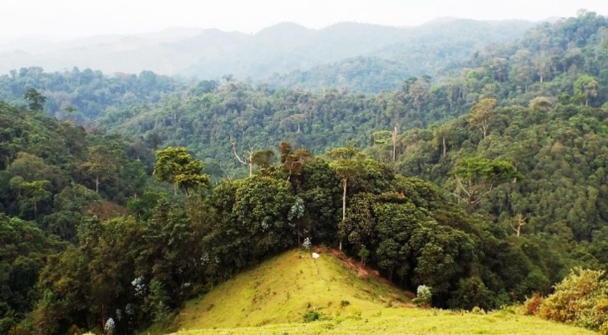 Gishwati Mukura national park.