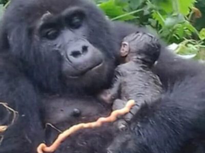 Boom another baby gorilla is born in Bwindi