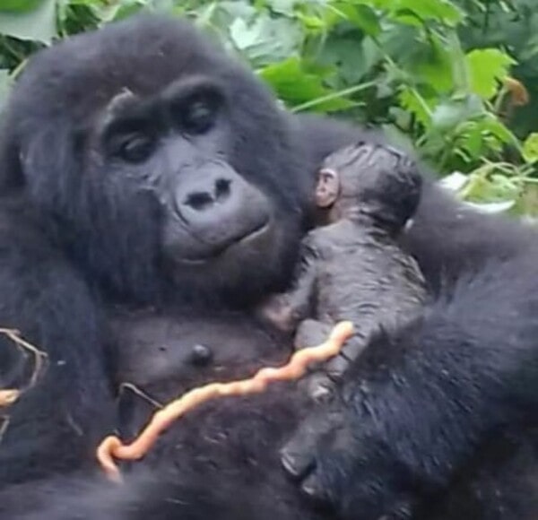 Boom another baby gorilla is born in Bwindi