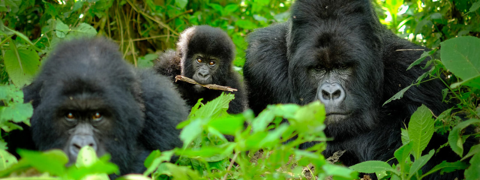 Gorilla-trekking in bwindi