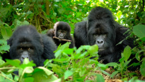 Gorilla-trekking in bwindi