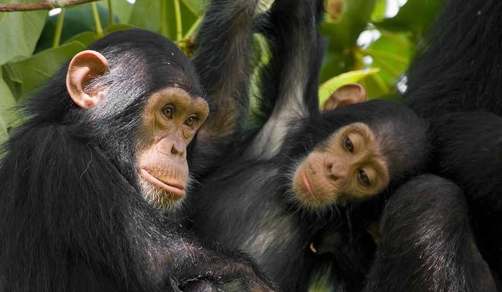 chimpanzee tracking in uganda