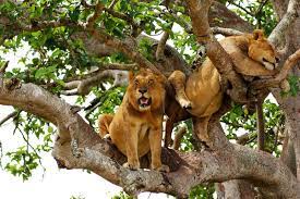 lion climbing trees in ishasha sector.