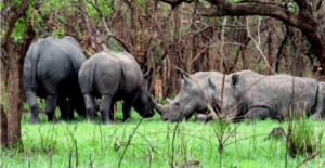 white rhinos