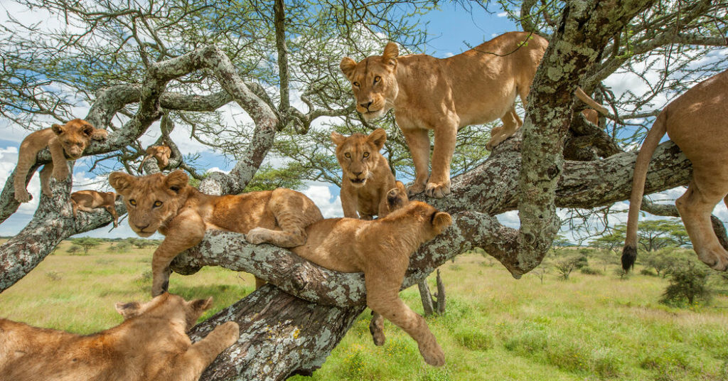 Tree Climbing Lions Of Ishasha Sector In Queen Elizabeth National Park Explore Uganda Tours