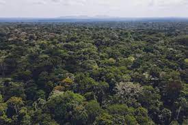 Visit Bugoma forest Reserve.