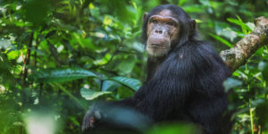 chimpanzee tracking.