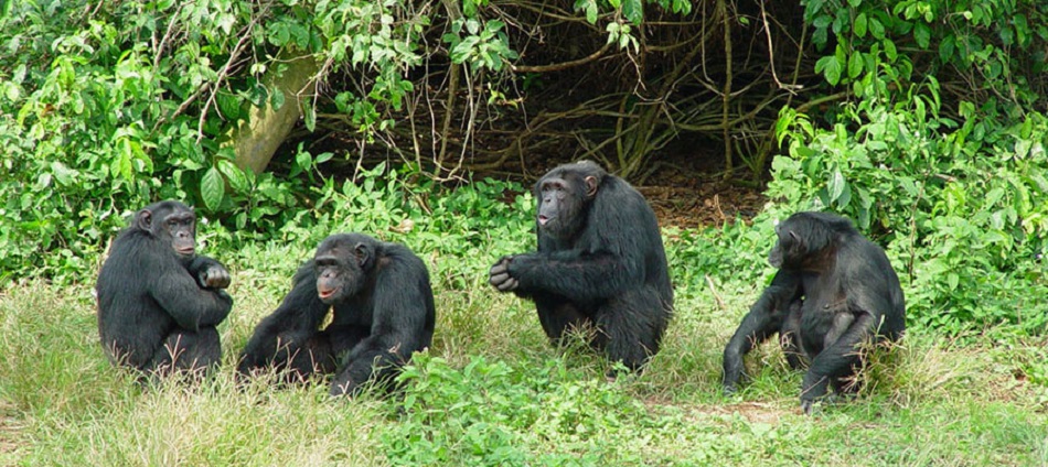 chimpanzees in Uganda