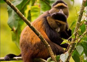 Golden monkey species