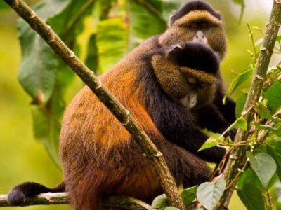 Golden monkey species