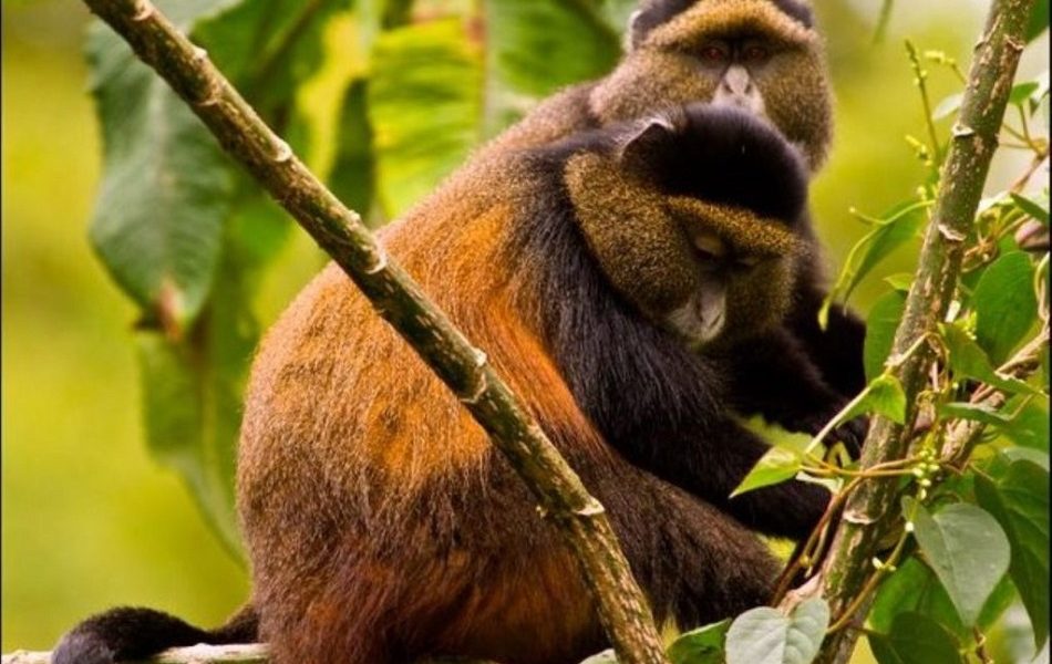 Golden monkey species