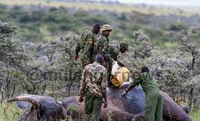 60 poachers arrested in 8 months by UWA.