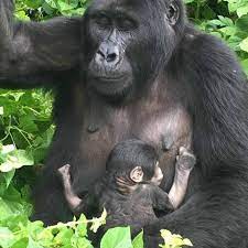 gorilla trekking in Bwindi and mgahinga