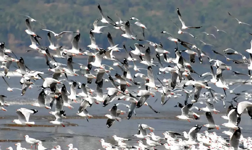 migratory birds takiing off