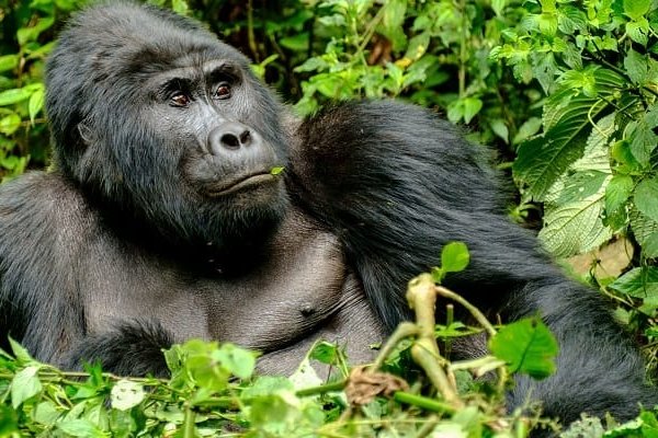 Mountain-gorilla-in Bwindi