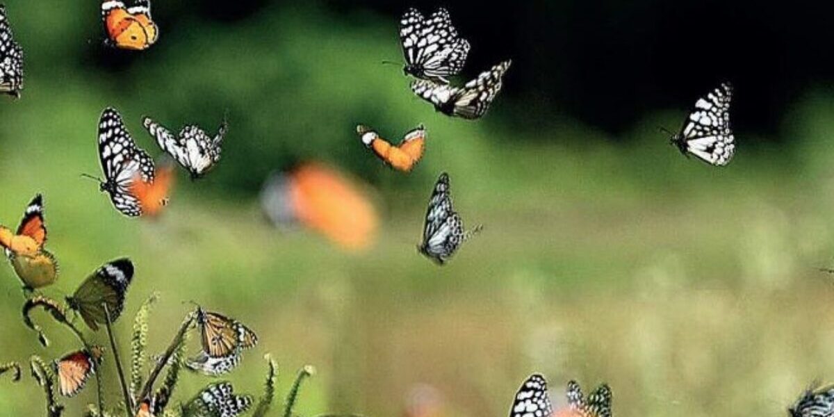 Reappear of butterflies and birds due to restoration of the environment