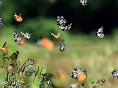 Reappear of butterflies and birds due to restoration of the environment