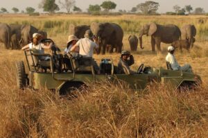 Game drive in kidepo park