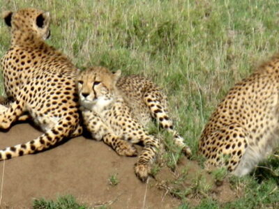 Leopards in kidepo valley national park