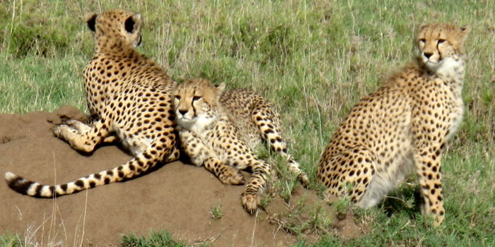 Leopards in kidepo valley national park