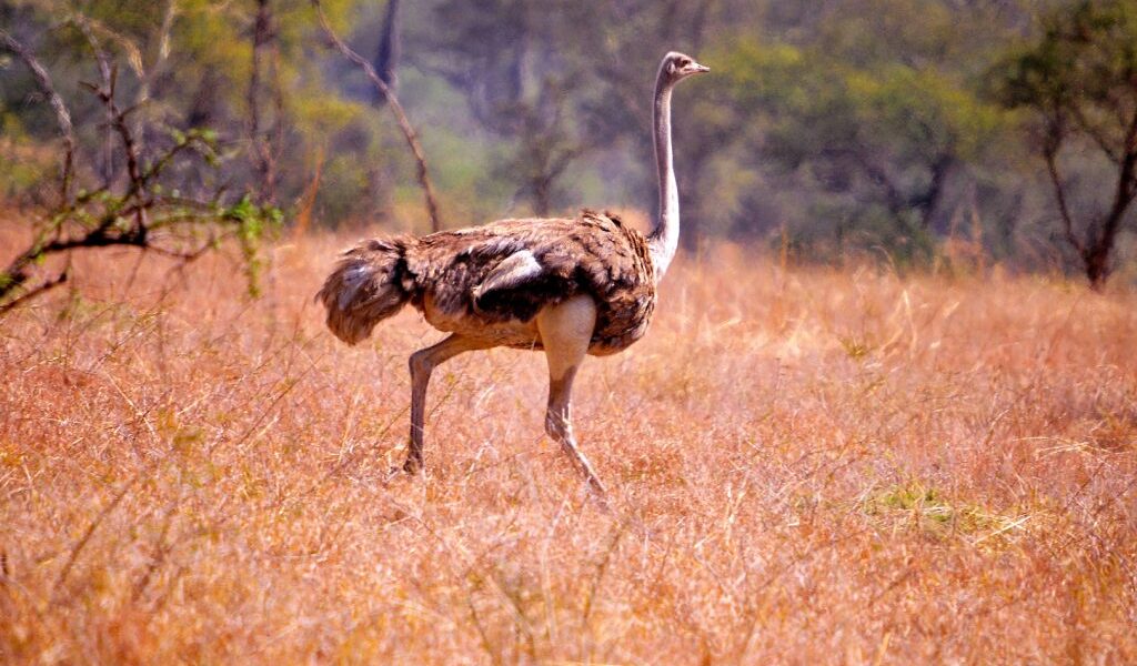 Ostrich in kidepo valley national park.