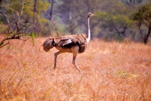 Ostrich in kidepo valley national park.