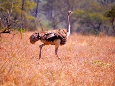 Ostrich in kidepo valley national park.