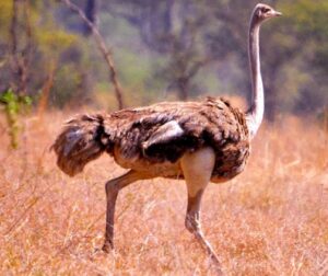 Ostrich in kidepo valley national park.