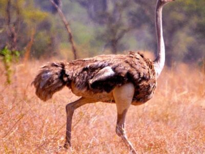 Ostrich in kidepo valley national park.