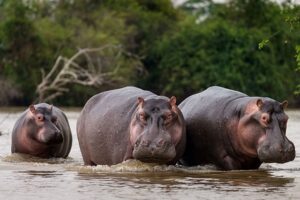 Poachers in murchison falls national park.