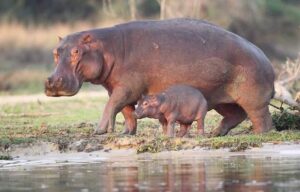 Rangers wondering why hippos have reduced. 