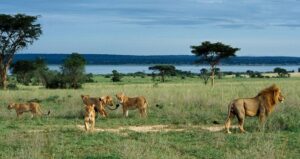 Rangers protecting Uganda's lion population.