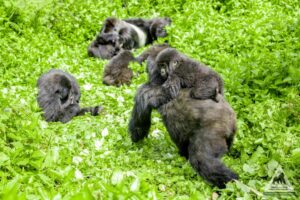 Mountain gorilla family in Bwindi