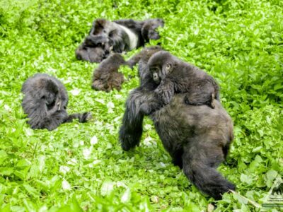 Mountain-gorilla-family-in Bwindi