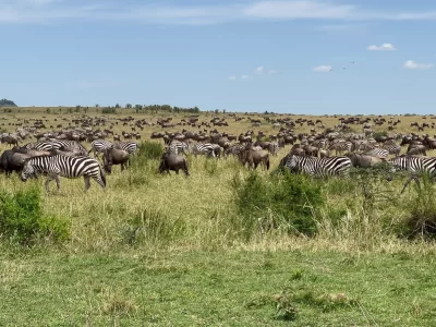 wildebeests and Zebra in Masai Mara National Park