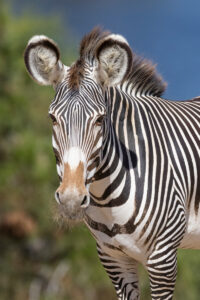 Zebra in Lake Mburo national park.