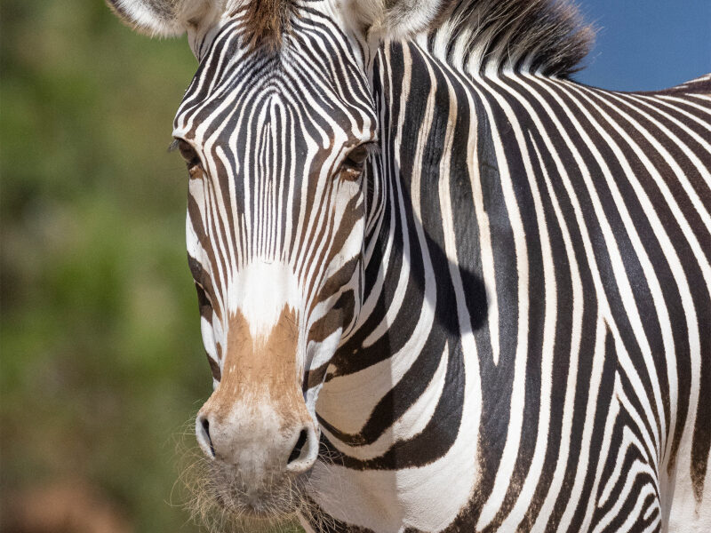 Zebra in Lake Mburo national park.