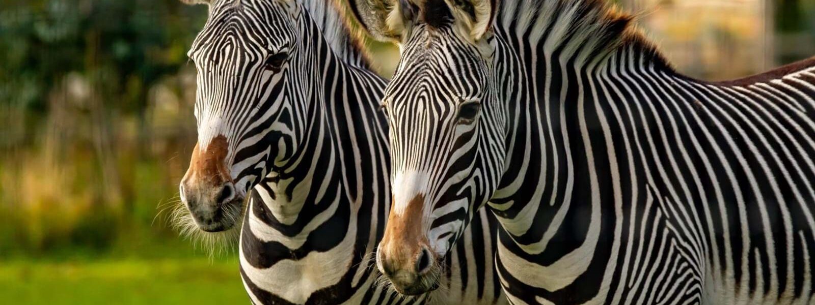 Zebras in Lake Mburo national park