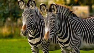 Zebras in Lake Mburo national park