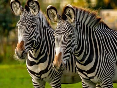 Zebras in Lake Mburo national park