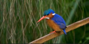 birds-of-lake-Mburo-national-park. 