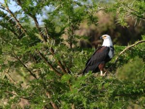 African-Fish-Eagle-in-Lake-Mburo-National-Park