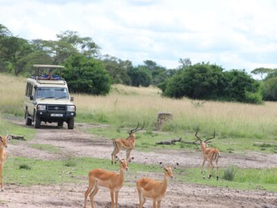 Game drive in lake mburo national park